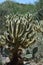 Rugged Landscape with Cholla Cactus and Assorted Cacti