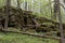 Rugged Landscape Forest With Mossy Limestone Ledge