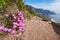 Rugged landscape of lampranthus spectabilis flowers growing on a cliff by the sea with hiking trails to explore. Copy