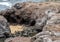 Rugged lava shoreline at the Hookipa Beach Lookout along the Hana Highway in Paia on Maui, Hawaii.