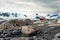 Rugged mountains, red shack and cliffs with penguins on Peterman Island, Antarctic Peninsula