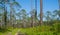 Rugged path passing through remote longleaf pine habitat with saw palmetto regrowth in Florida