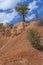 Rugged Pine Tree Growing on Arid Rock