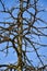 Rugged Sharp Tree and Blue Sky