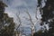 Rugged tree branches from a dead eucalyptus gum tree against a stormy sky