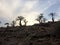 Rugged Trees Silhouetted on a Rocky Hill