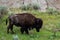 The Rugged Views of Bison in Theodore Roosevelt National Park