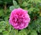 Rugosa rose.