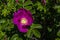 A Rugosa Rose on The Shore
