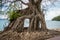 Ruin of abandoned building covered with roots on Ross Island.