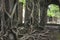 Ruin of abandoned building covered with roots on Ross Island. An