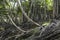 Ruin of abandoned building covered with roots on Ross Island. An