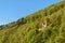 Ruin of Castle Schadeck Schwalbennest on a Hillside, Neckarsteinach, Neckar Valley, Hesse, Germany