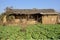 Ruined adobe farmhouse in vegetable field