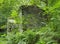 Ruined ancient stone house with collapsed walls overgrown with plants and ferns in dense green forest