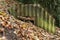 Ruined Anderson shelter rusted and partially buried, front