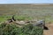 Ruined Boat, Blakeney, Norfolk, England