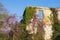 Ruined building in spring. Wall of abandoned house overgrown with green ivy and blooming wisteria on a sunny day