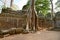 Ruined from growing trees on Temple Ta Prohm, Angkor, Siem Reap, Cambodia. Big roots over the walls of a temple.