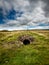 A ruined lead mine flue. Grassington moor.