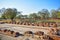 Ruined monastery of Sarnath of 600AD.