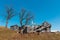 Ruined shed on early spring plateau