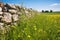 ruined stone wall in a sunny wildflower field