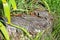 Ruined stump overgrown with grass