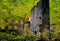 A ruined tall stone building surrounded by bright vibrant dense green woodland with trees growing though the floor and ferns