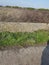 Ruined village of Tide Mills Views and remains of buildings