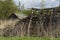 Ruined wooden barn on the site of an overgrown farm