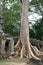 Ruins of aincient temple and giant tree roots