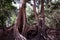 The ruins of ancient buildings, absorbed by the jungle. Huge tree roots Tetrameles. Antique stonework in the jungle