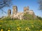 Ruins of ancient gothic castle Brnicko, Czech Republic, Europe. Old ruin with grass, flowers and sky in spring