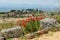 Ruins of the ancient Greco Roman city Hierapolis with blooming poppy flowers, Pamukkale, Turkey. Nature landscape