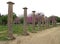 The Ruins of the Ancient Greek with Pink Flowering Tree, Archaeological Site of the Ancient Olympia