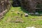 Ruins of ancient Roman Forum with greenery and birds in Rome, Italy