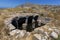 The ruins of ancient Thira, a prehistoric village at the top of the mountain Mesa Vouno, Santorini, Greece