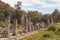 Ruins of the ancient town Iassos Iasos