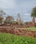 Ruins of buddha statues and pagoda of Wat Ratcha Burana in Ayutthaya historical park, Thailand