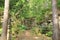 Ruins of castle Sokolci overgrown by plants and trees