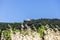 Ruins of Chateau de Lacoste Carrieres du chateau du Marquis de Sade are visible on hill behind dense forest, vineyard