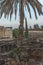 Ruins of the great synagogue of Capernaum