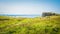 Ruins with green landscape at Tintagel castle in Cornwall, England