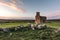 Ruins of the Hermitage of San Medel in Valseca in the province of Segovia. Sample of the depopulation of the center of Spain