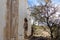 Ruins of a historical building next to a desert mesquite tree