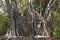 Ruins of houses twisted ficus roots on the Ross