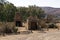 Ruins of Kanyaka Station, Flinders Ranges, South Australia