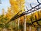 Ruins of the old abandoned wooden luge track in autumn