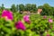 Ruins of old Grobina castle and roses in the foreground, Latvia. Selective focus